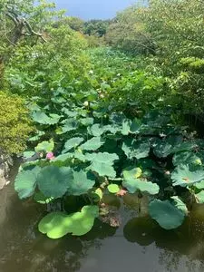 鶴岡八幡宮のハスの花