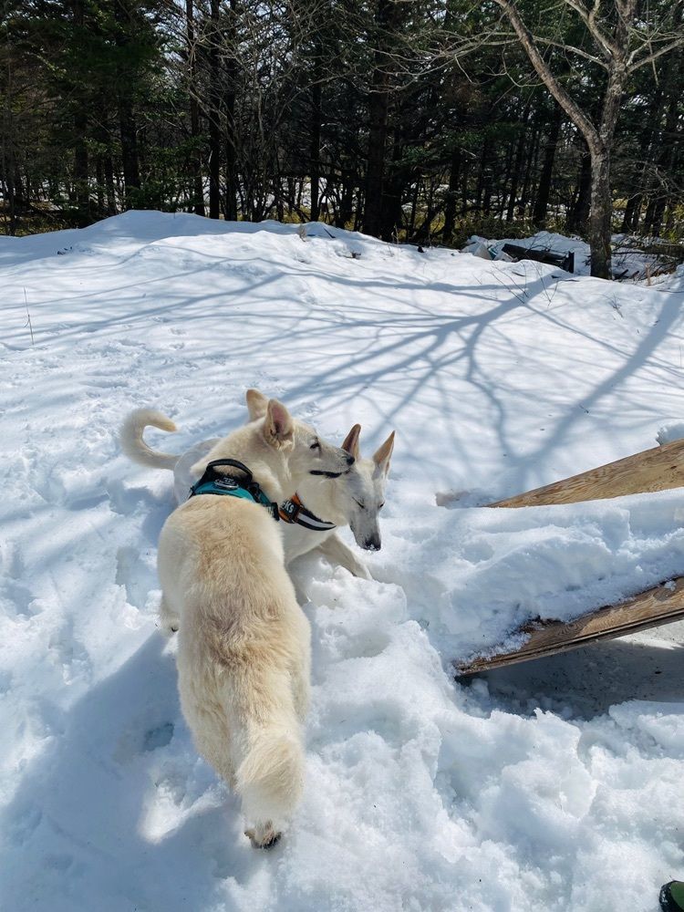 wonderful_street_830dさんが投稿した清里高原に関する口コミの画像