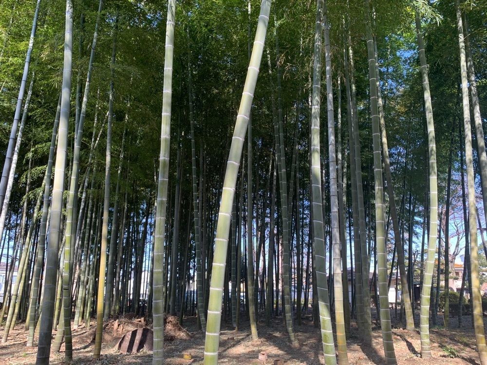 wataryoさんが投稿した芦花公園に関する口コミの画像