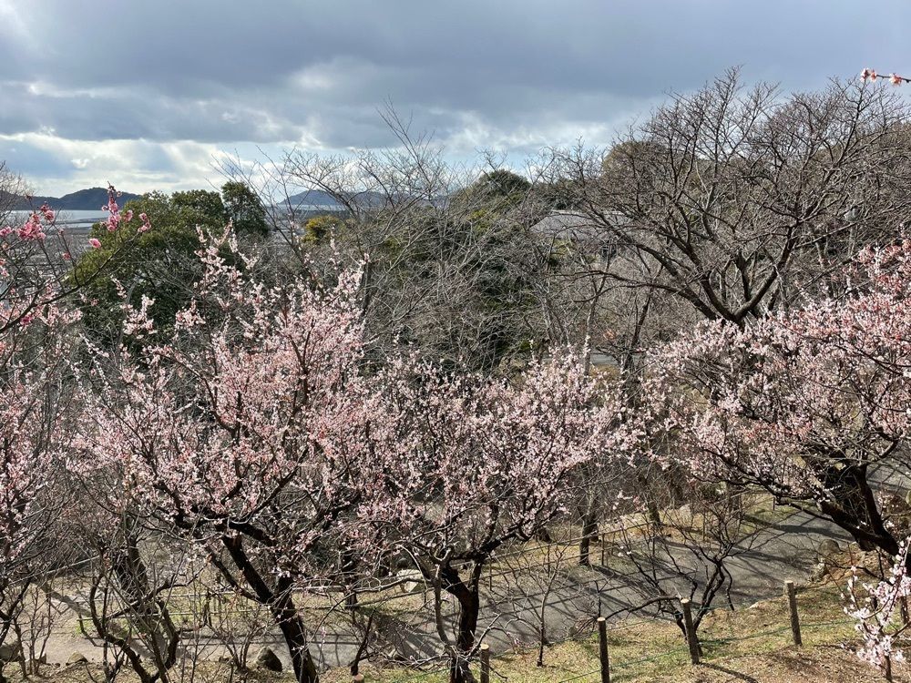 みーなさんが投稿した冠山総合公園梅の里／うめに関する口コミの画像