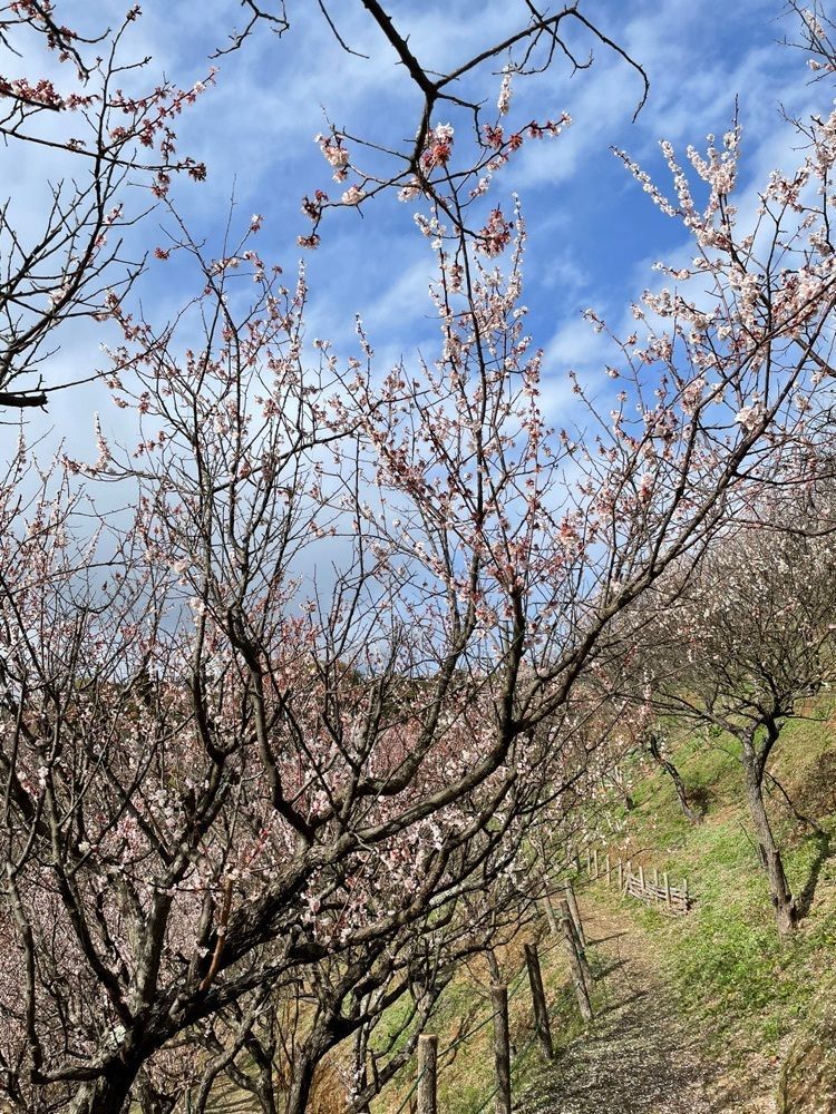 みーなさんが投稿した冠山総合公園梅の里／うめに関する口コミの画像