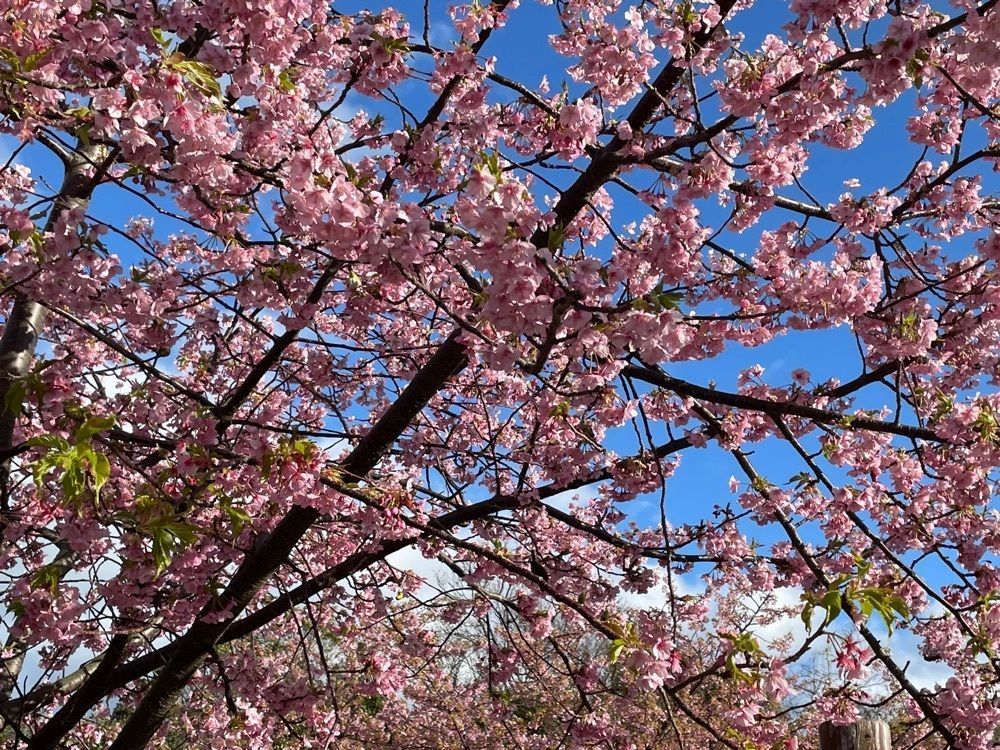 みーなさんが投稿した上関に関する口コミの画像