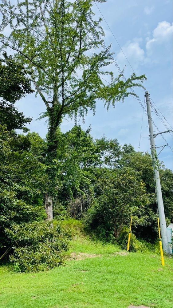 みぃさんが投稿した樹樹（ジュジュ）に関する口コミの画像