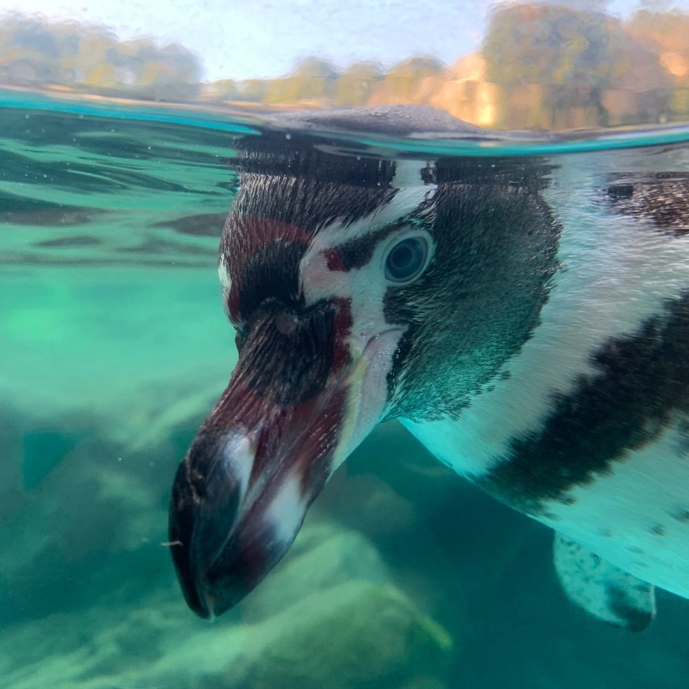 yokomanさんが投稿したよこはま動物園ズーラシアに関する口コミの画像