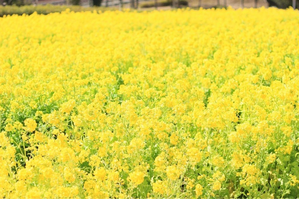 ☻*さんが投稿した神戸総合運動公園に関する口コミの画像