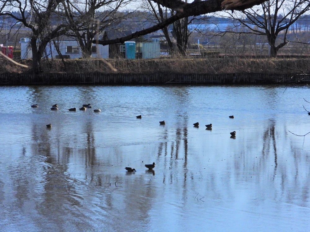 Shoさんが投稿したメリーゴーランドに関する口コミの画像