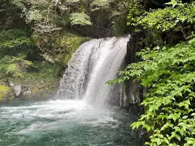 浄蓮の滝 天城国際鱒釣場 2枚目