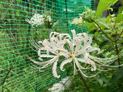 梅ケ島新田温泉黄金の湯 7枚目