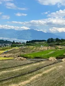 中野の棚田