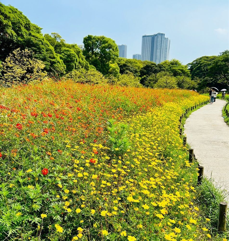 Mさんが投稿した潮入の池名称　（浜離宮恩賜庭園）に関する口コミの画像