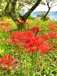 城山公園（栃木県茂木町）