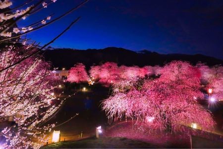 鈴鹿の森庭園(しだれ梅まつり) 6枚目
