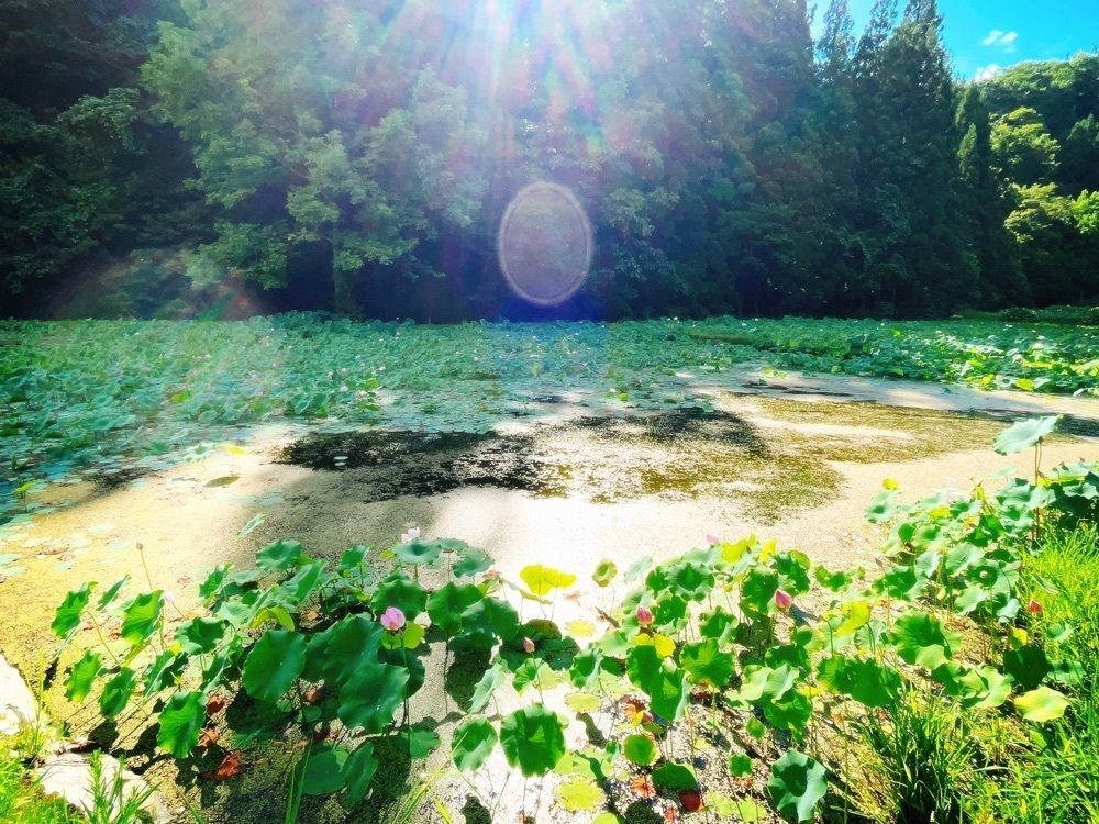 猫なぎ。さんが投稿した山刀伐峠に関する口コミの画像