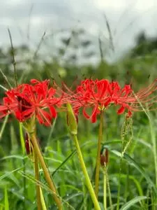 智光山公園