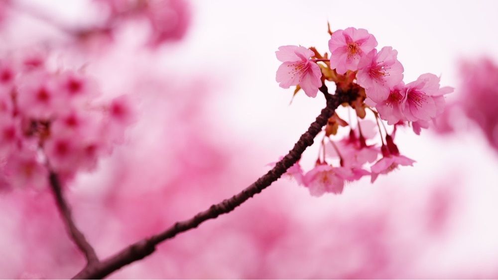 jamesさんが投稿した仙台堀川公園の桜並木に関する口コミの画像