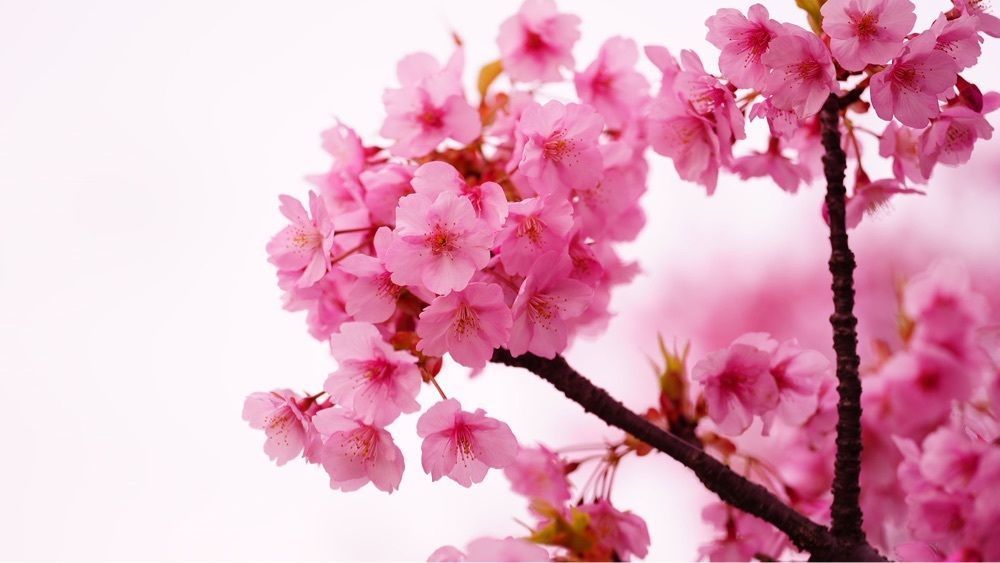 jamesさんが投稿した仙台堀川公園の桜並木に関する口コミの画像