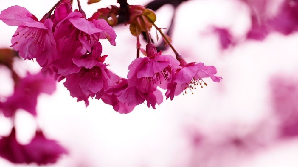 jamesさんが投稿した仙台堀川公園の桜並木に関する口コミの画像