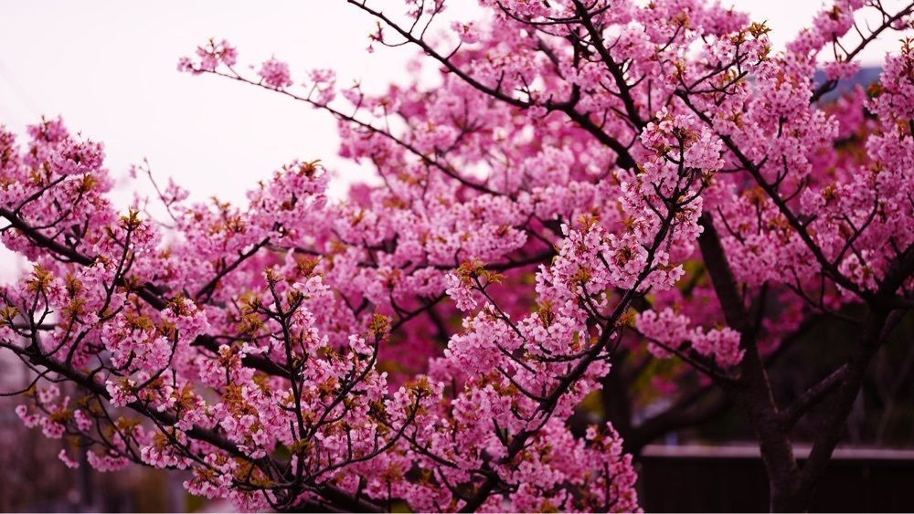 jamesさんが投稿した仙台堀川公園の桜並木に関する口コミの画像