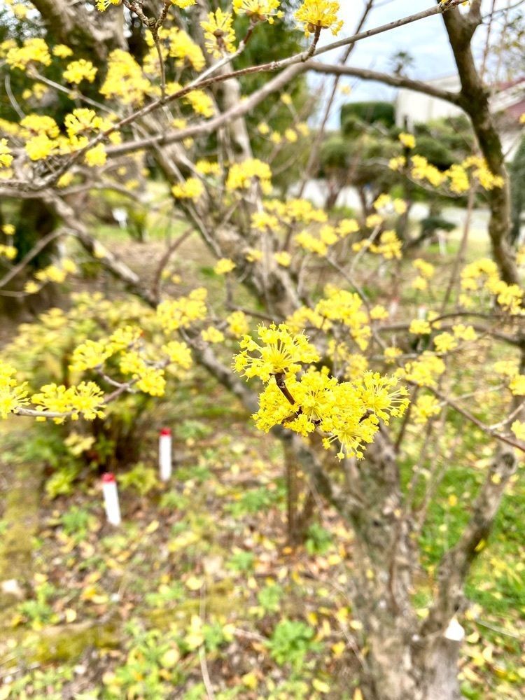 Rhapsodyさんが投稿した監物台樹木園に関する口コミの画像
