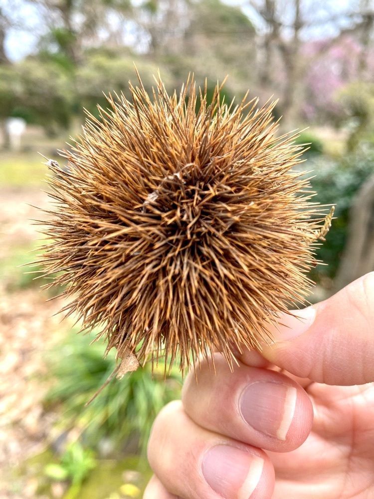 Rhapsodyさんが投稿した監物台樹木園に関する口コミの画像