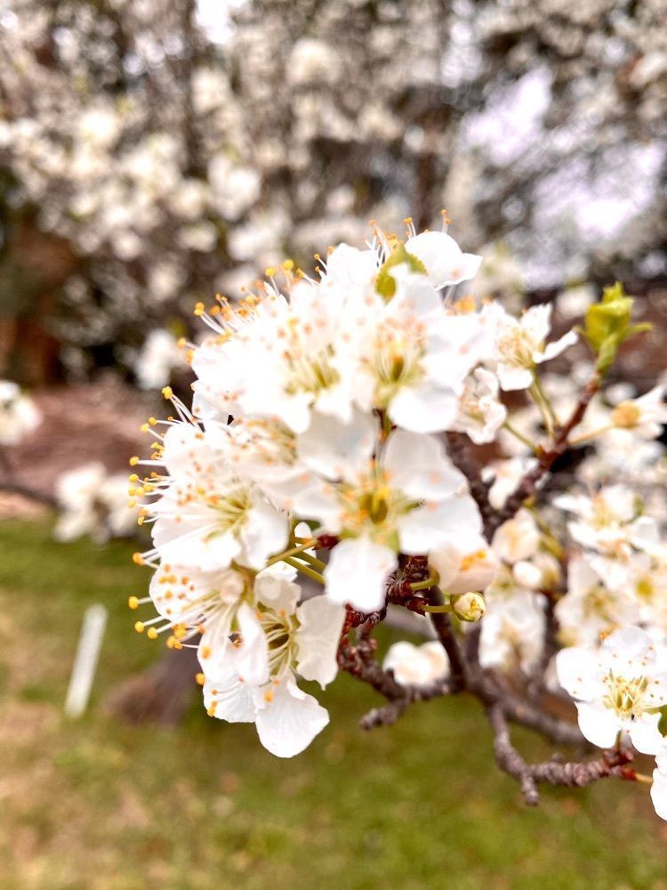 Rhapsodyさんが投稿した監物台樹木園に関する口コミの画像