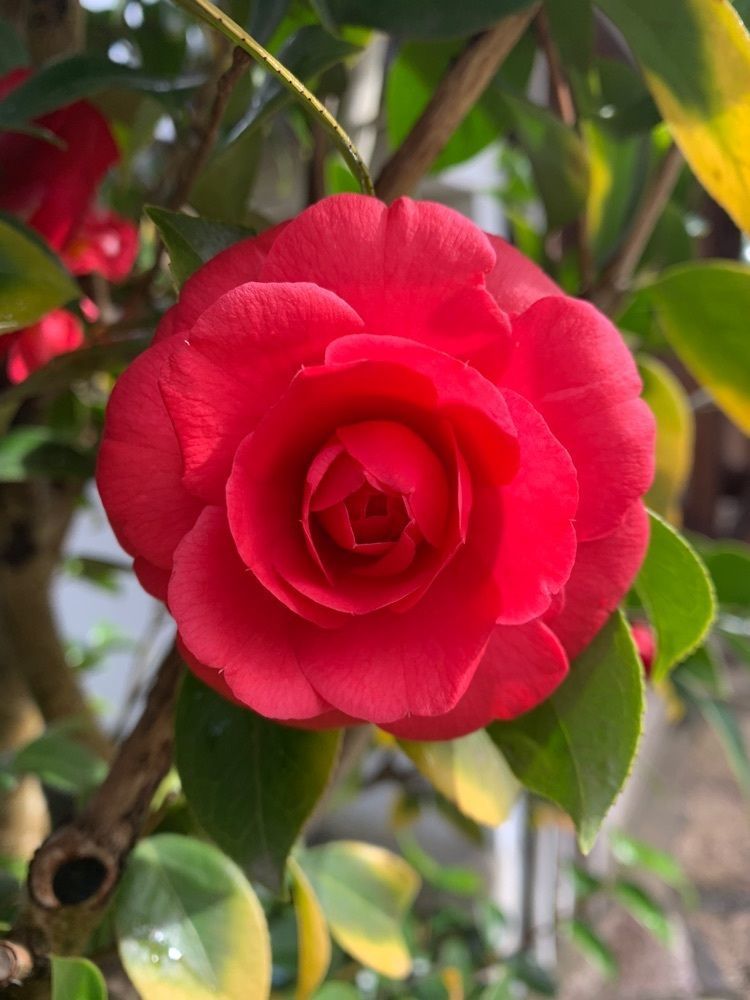 blossom&C7の画像