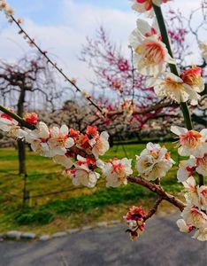 東谷山フルーツパーク 3枚目