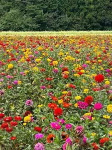 国営アルプスあづみの公園 売店