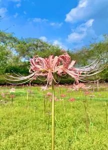城山公園（栃木県茂木町）