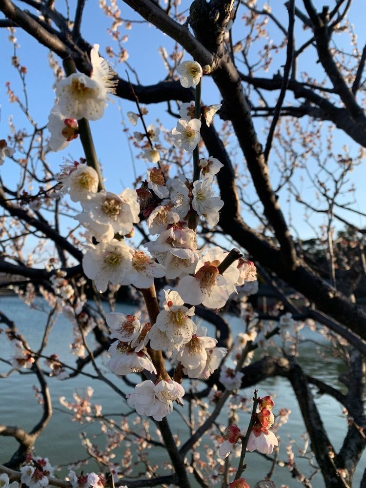 blossom&C7さんが投稿した志津屋 長岡京店（SIZUYA）に関する口コミの画像