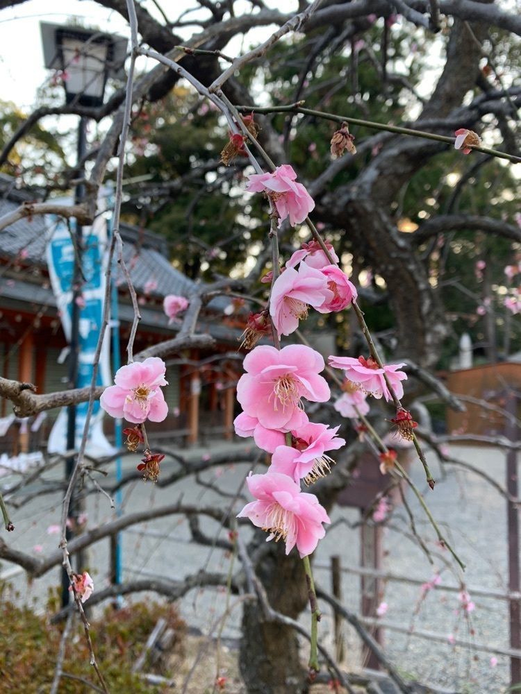blossom&C7さんが投稿した志津屋 長岡京店（SIZUYA）に関する口コミの画像