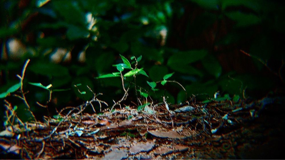兎きちさんが投稿した藤田家住宅に関する口コミの画像