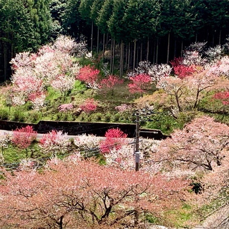 96take4さんが投稿した天辺に関する口コミの画像