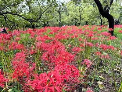府中市郷土の森博物館の梅園