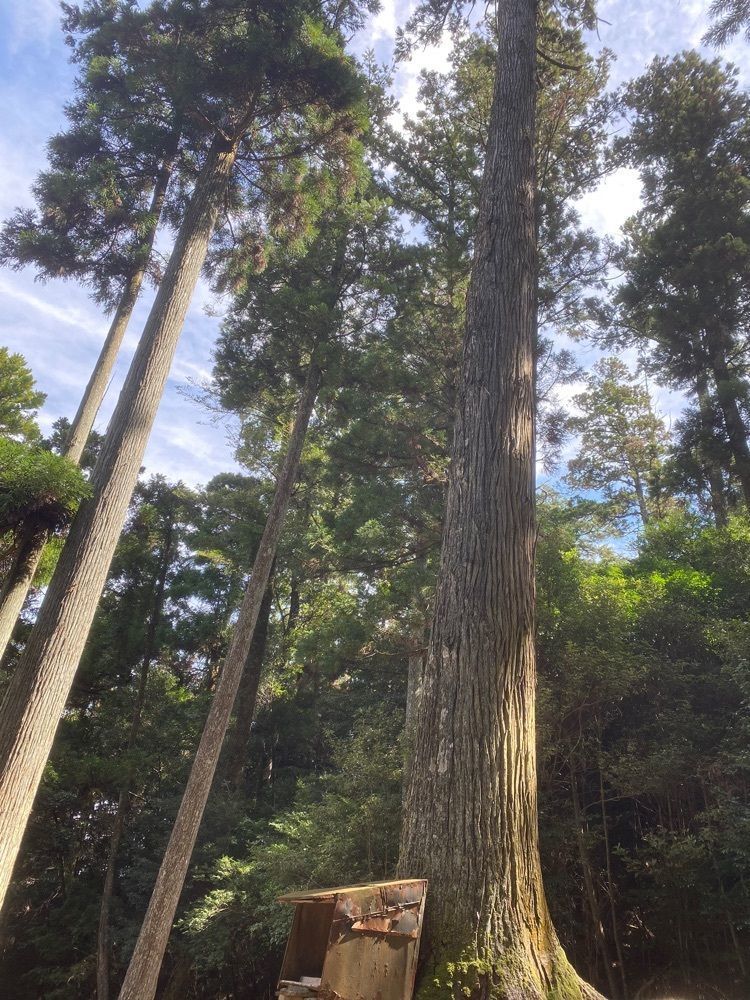 あるふぃすたさんが投稿した瀰山原始林に関する口コミの画像