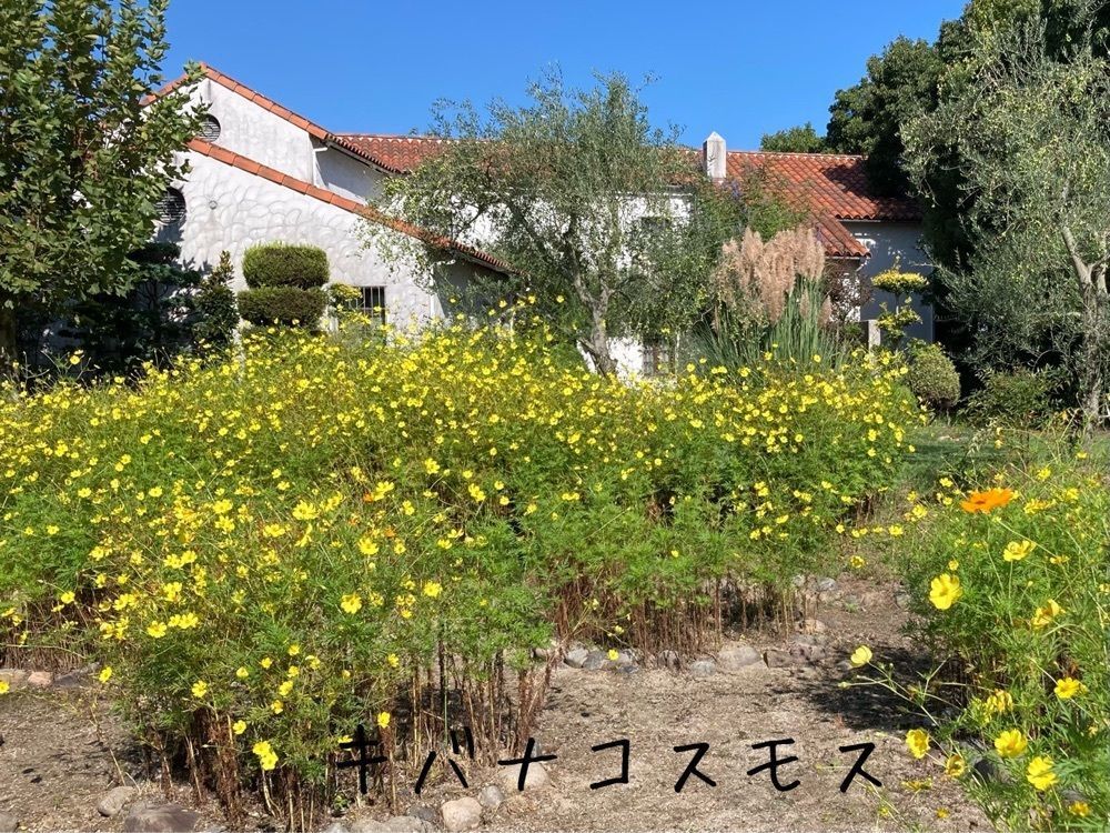 うーとらマンさんが投稿したロードサイドマーケット 岡山市サウスヴィレッジ（農産物直売所）に関する口コミの画像