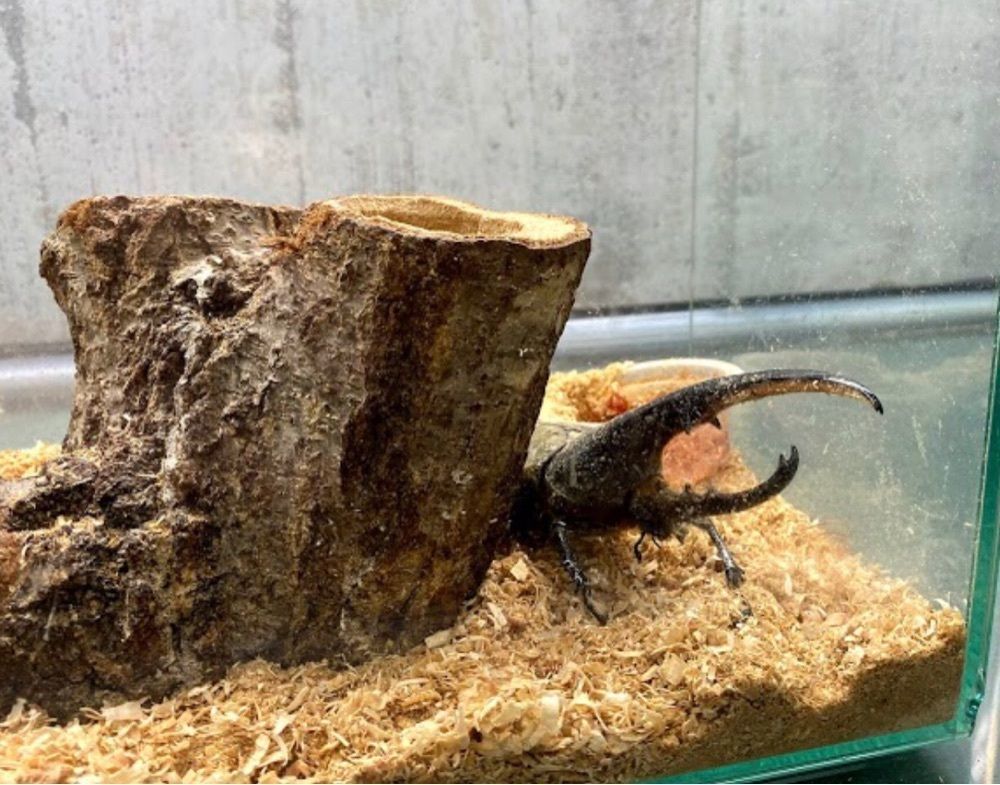 ＤＪゴン太さんが投稿した名和昆虫博物館に関する口コミの画像