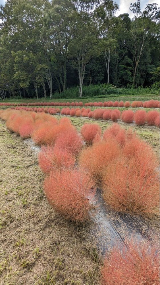 shin-emonさんさんが投稿した国営飛鳥歴史公園に関する口コミの画像