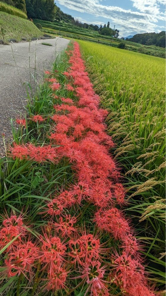 shin-emonさんさんが投稿した国営飛鳥歴史公園に関する口コミの画像