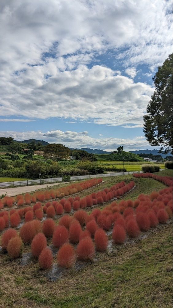 shin-emonさんさんが投稿した国営飛鳥歴史公園に関する口コミの画像