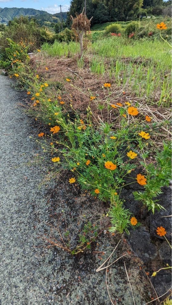 shin-emonさんさんが投稿した国営飛鳥歴史公園に関する口コミの画像