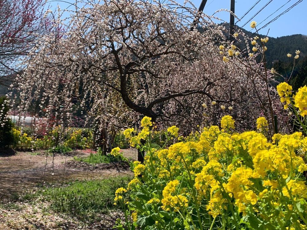 Howl Monさんが投稿した新城市学童農園　山びこの丘に関する口コミの画像