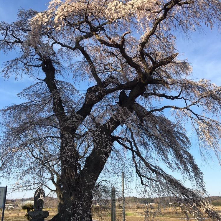 MasTom8326さんが投稿した古舘の桜に関する口コミの画像