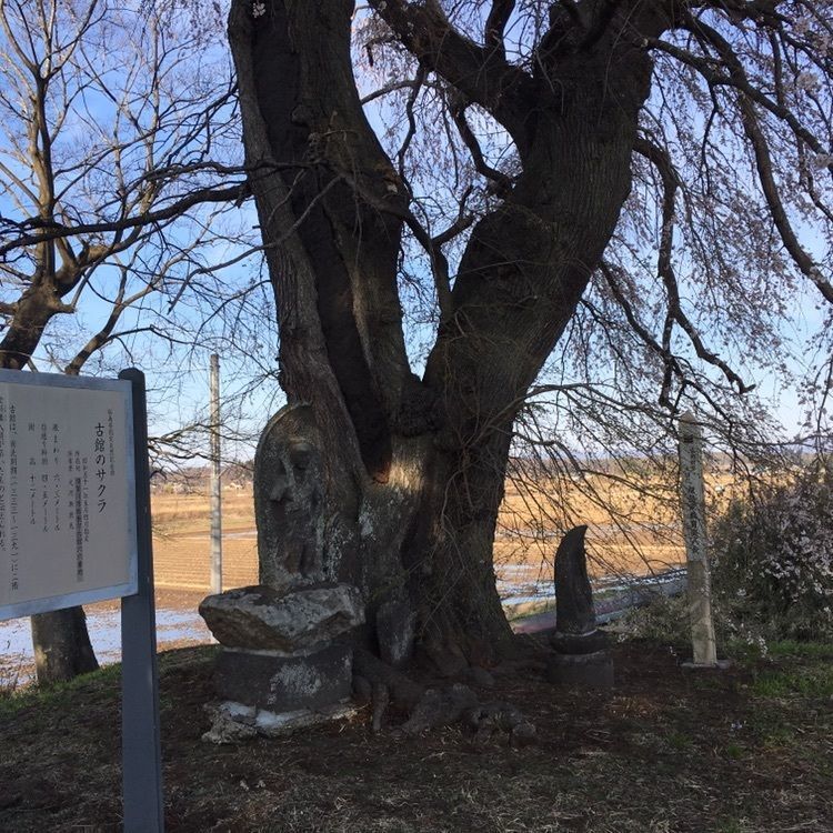 MasTom8326さんが投稿した古舘の桜に関する口コミの画像
