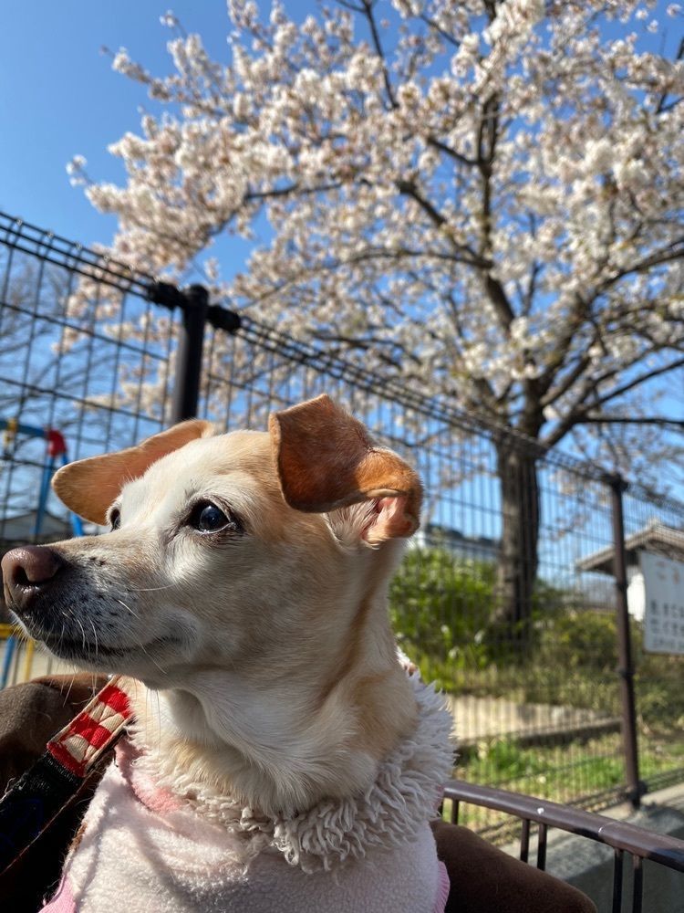 🤎アイヒンまま🤎さんが投稿した新川千本桜に関する口コミの画像