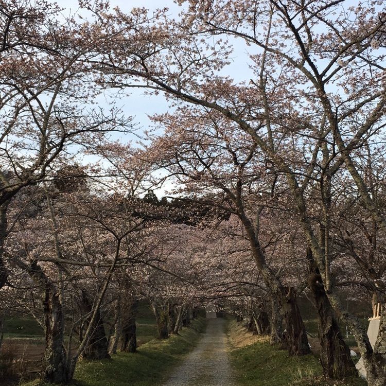 MasTom8326さんが投稿した護真寺の桜に関する口コミの画像