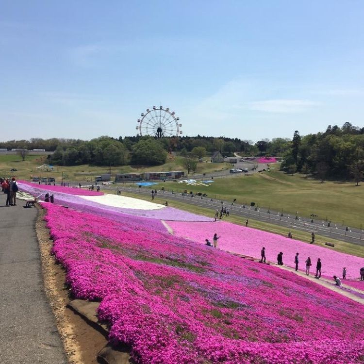 #春 #フォトジェニック #東京ドイツ村 #おでかけ