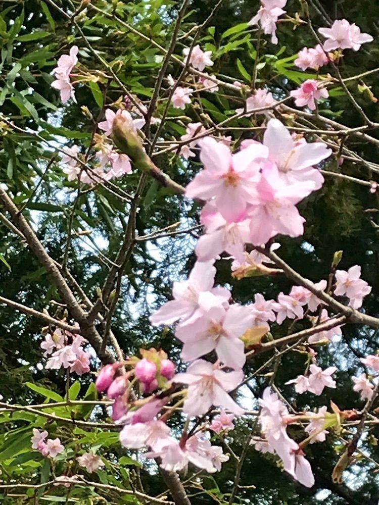 K♡︎ᵎᵎᵎさんが投稿したさぎり茶屋（さぎりぢゃや）に関する口コミの画像