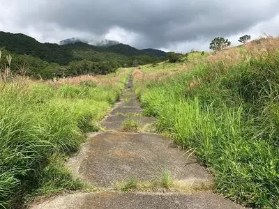 大船山のミヤマキリシマ