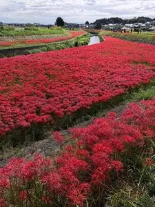 ごんの足跡
